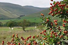 Hawthorn (Crataegus monogyna) This plant is the most frequently recorded plant in our surveys, with over 7,100 records on our Flora database.